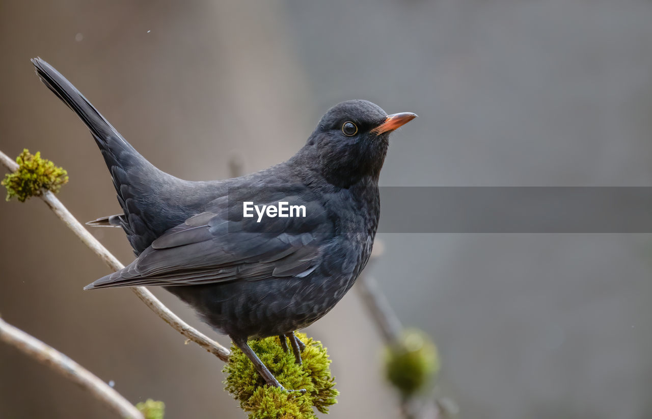 animal themes, animal, bird, animal wildlife, wildlife, one animal, beak, blackbird, nature, black, plant, no people, side view, songbird, perching, outdoors, close-up, focus on foreground, beauty in nature, full length, day, branch, eating, tree, selective focus, robin