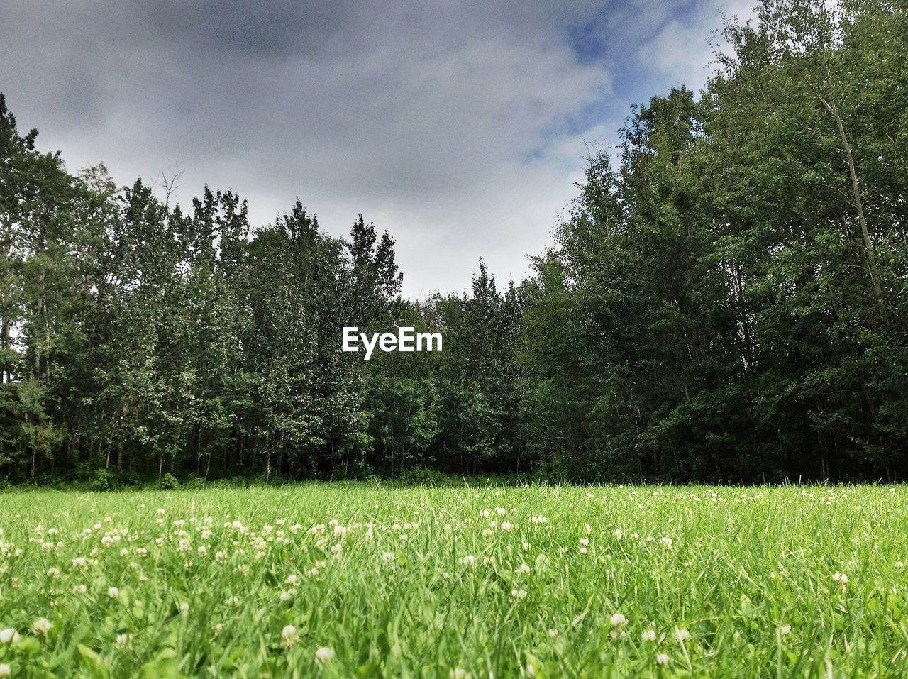 Plants and trees on field against cloudy sky