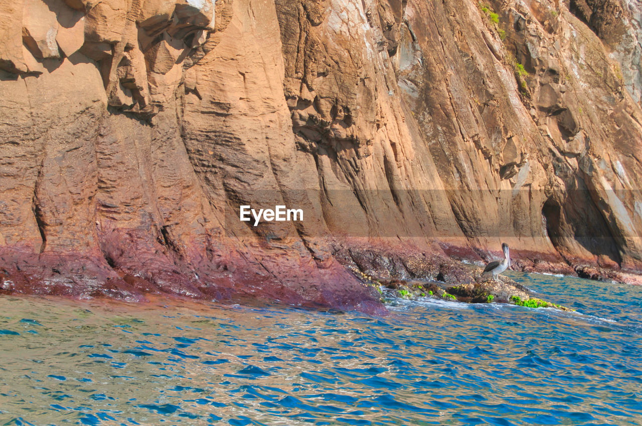 water, rock, nature, rock formation, cliff, beauty in nature, scenics - nature, land, no people, travel destinations, travel, day, non-urban scene, outdoors, sea, environment, terrain, mountain, wadi, tranquility, canyon, animal, geology, landscape, tranquil scene, formation, animal wildlife