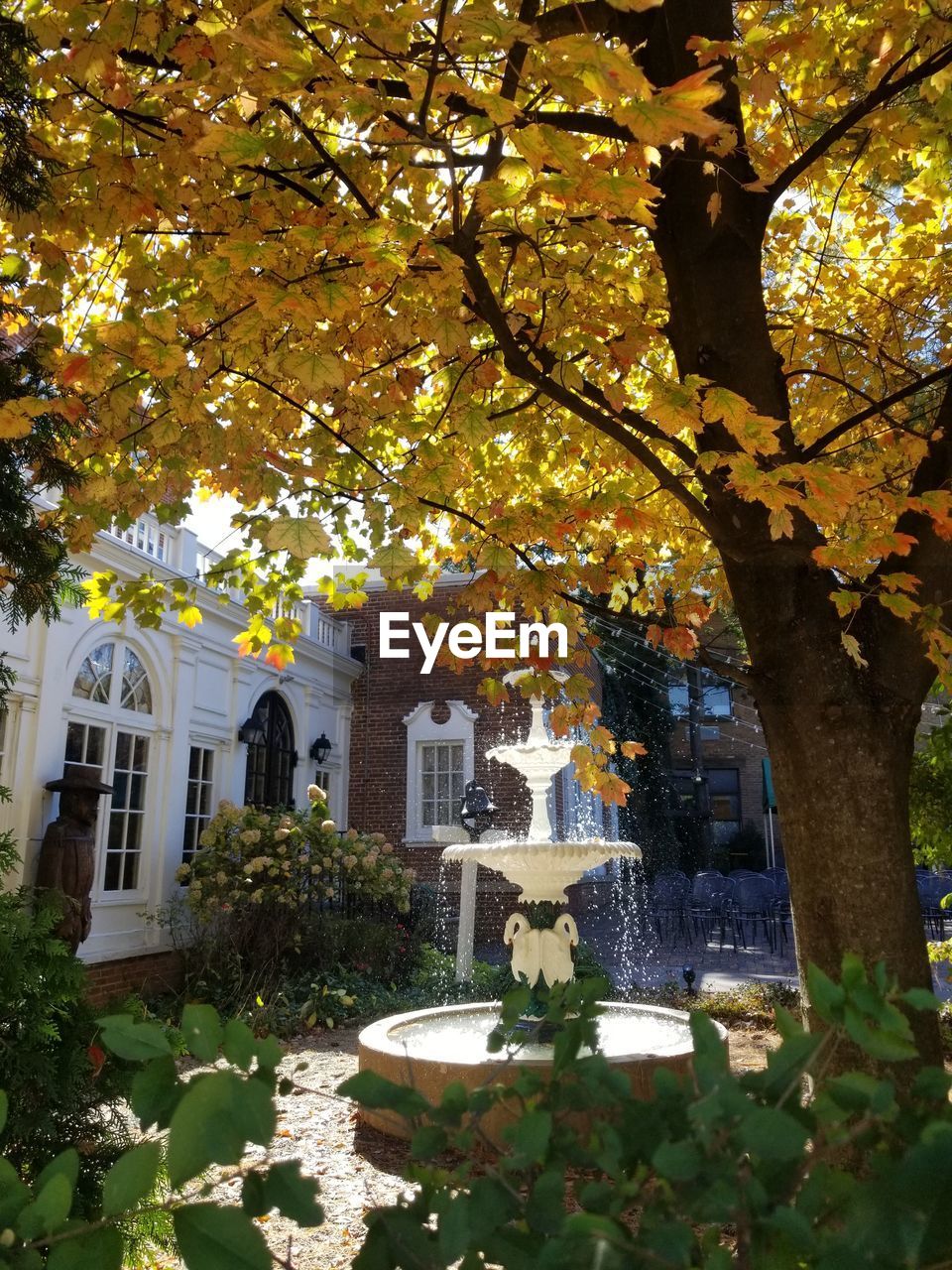 TREES AND PLANTS AGAINST BUILDINGS DURING AUTUMN