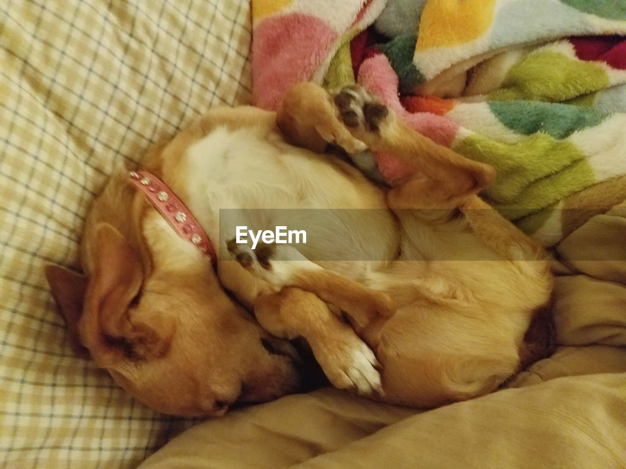 DOG SLEEPING ON BED