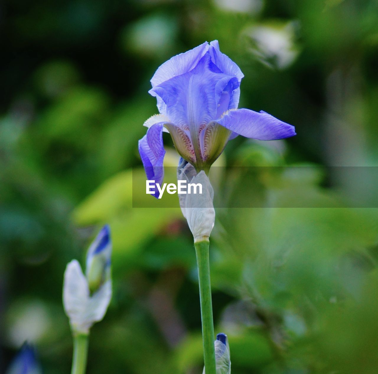 Close-up of purple iris flower on field