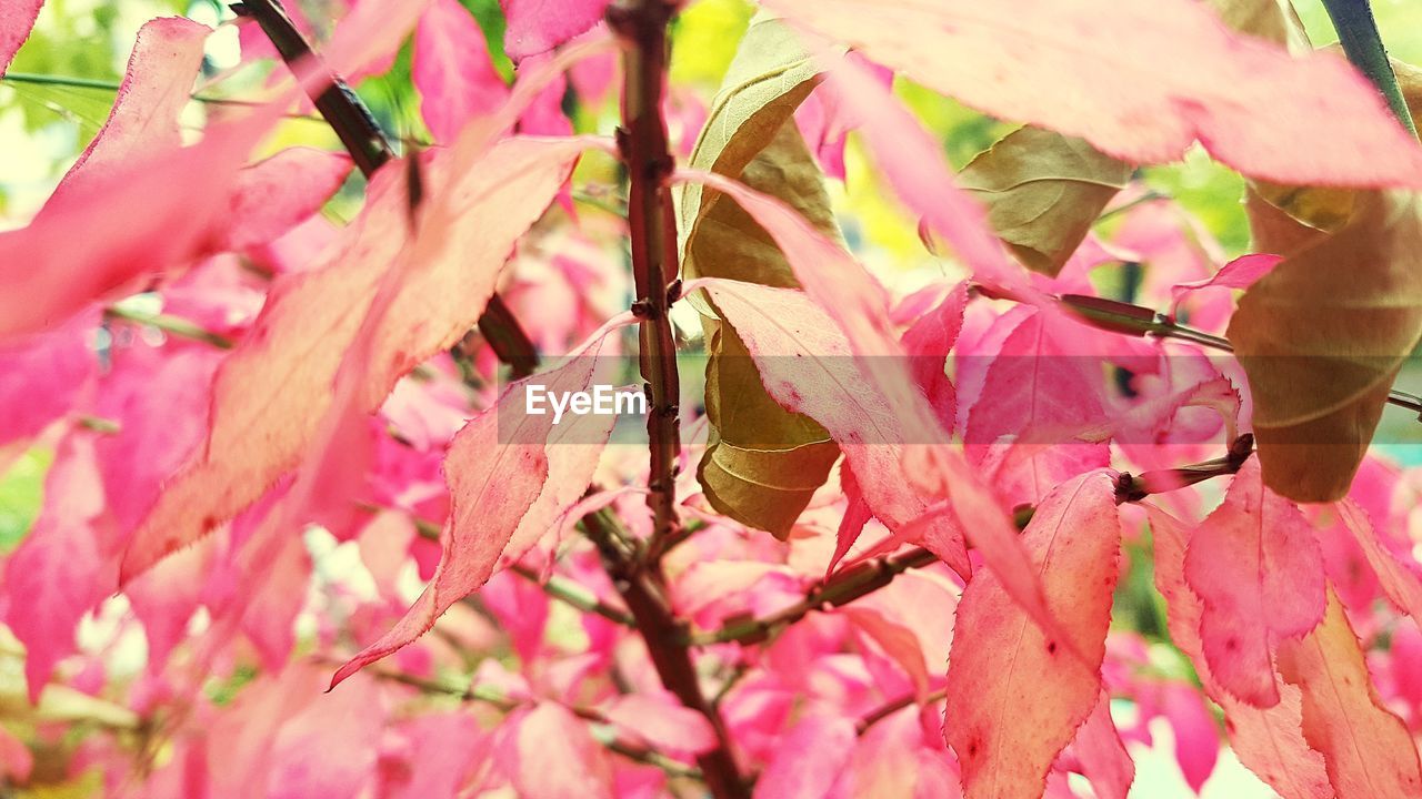 Close-up of pink flowering plant