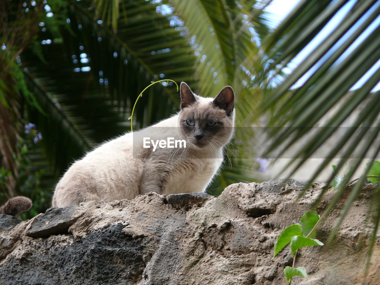 CLOSE-UP PORTRAIT OF CAT ON WOOD