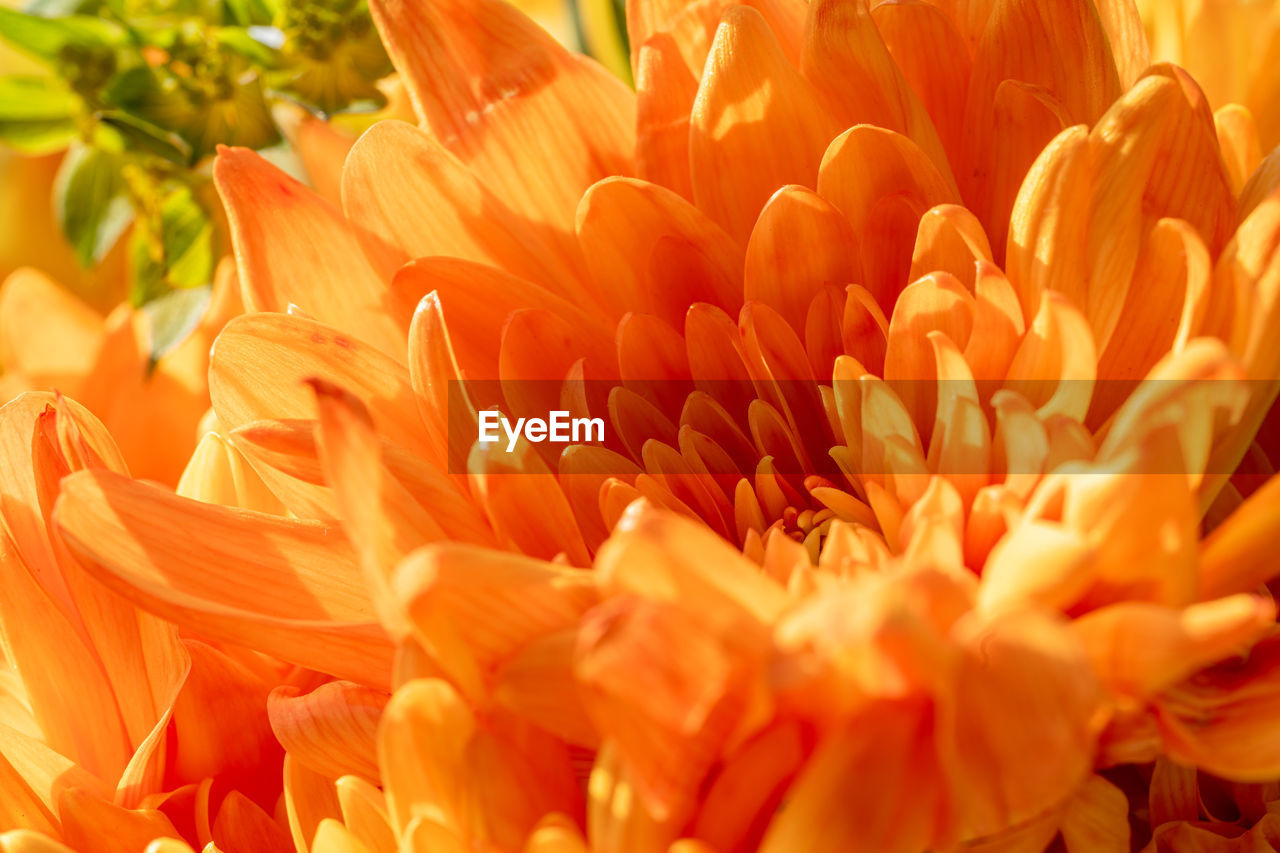 flower, plant, flowering plant, freshness, beauty in nature, petal, orange color, growth, close-up, flower head, fragility, nature, inflorescence, yellow, macro photography, no people, sunlight, peach, vibrant color, outdoors, selective focus, day, botany