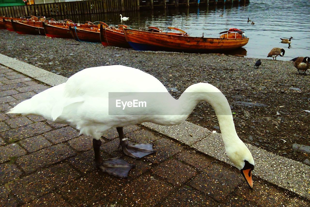 Close-up of swan on lake