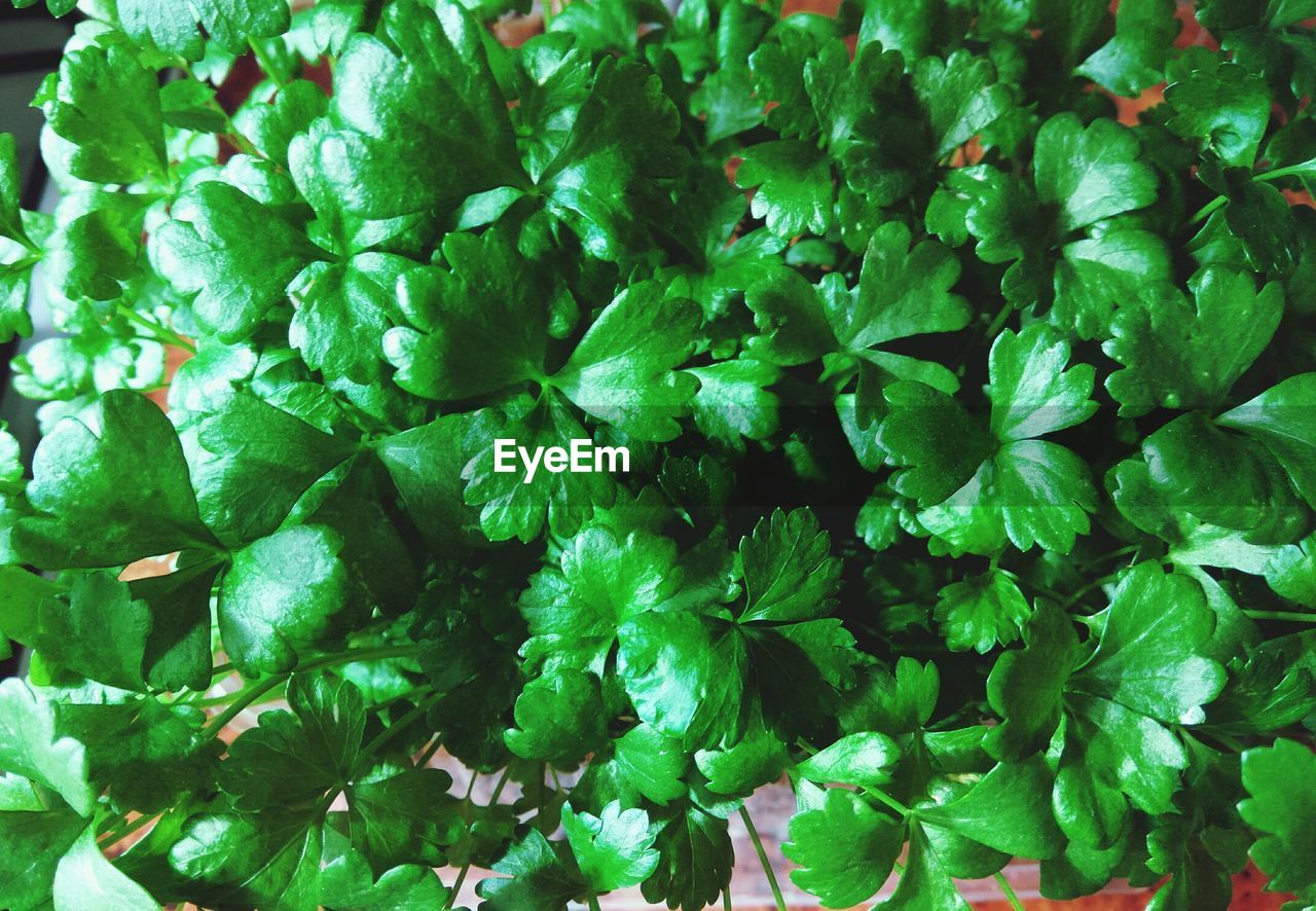 FULL FRAME SHOT OF GREEN PLANTS