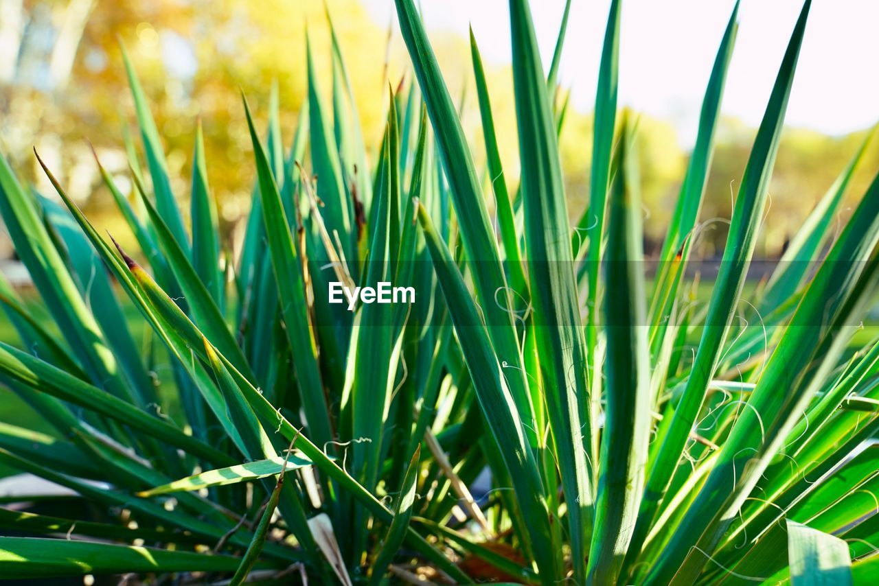 Close-up of fresh green grass in field