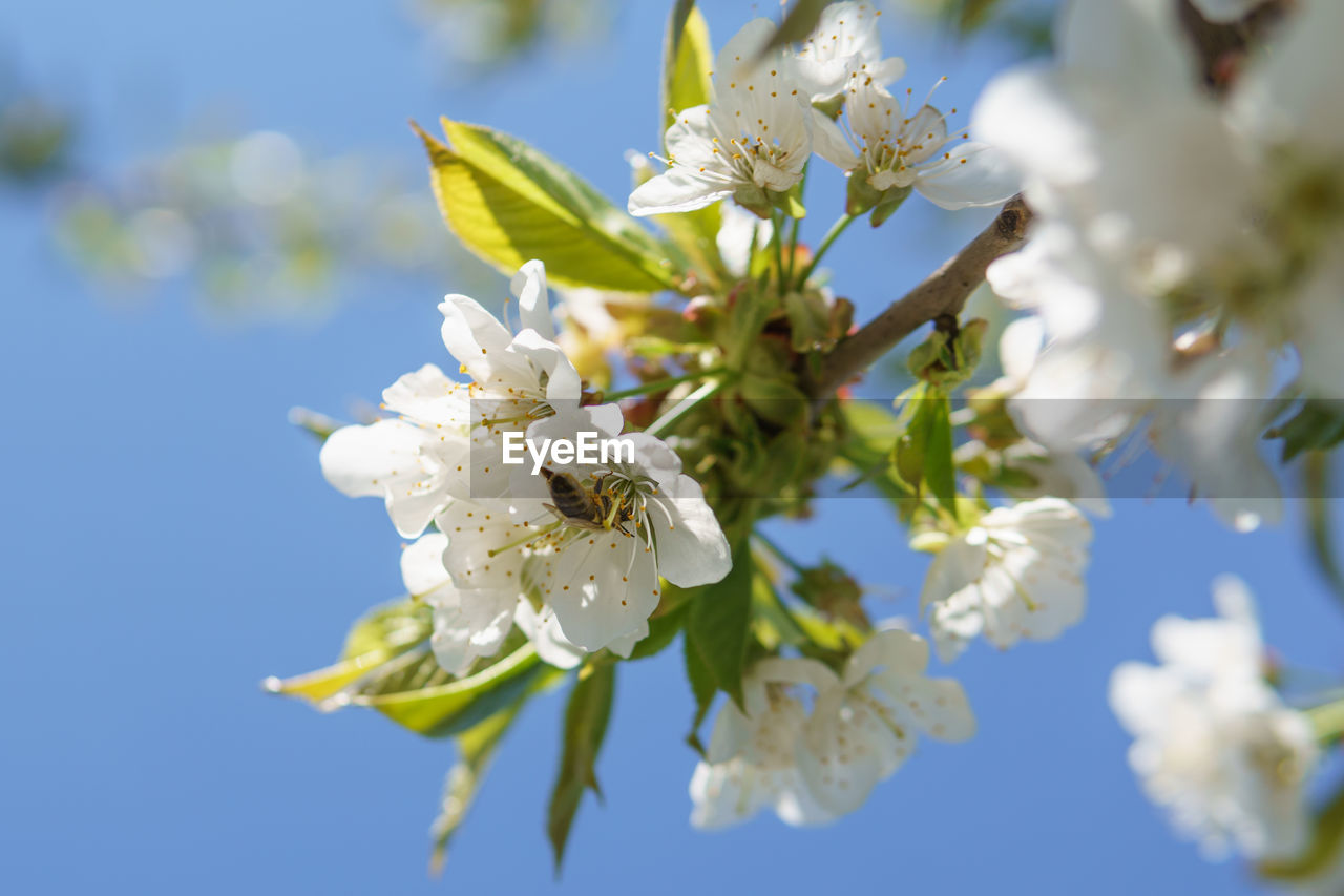 CLOSE-UP OF WHITE CHERRY BLOSSOMS AGAINST SKY