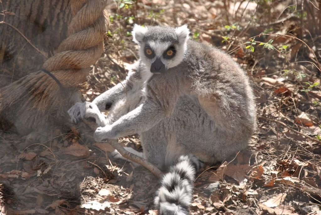 VIEW OF AN ANIMAL IN THE FOREST