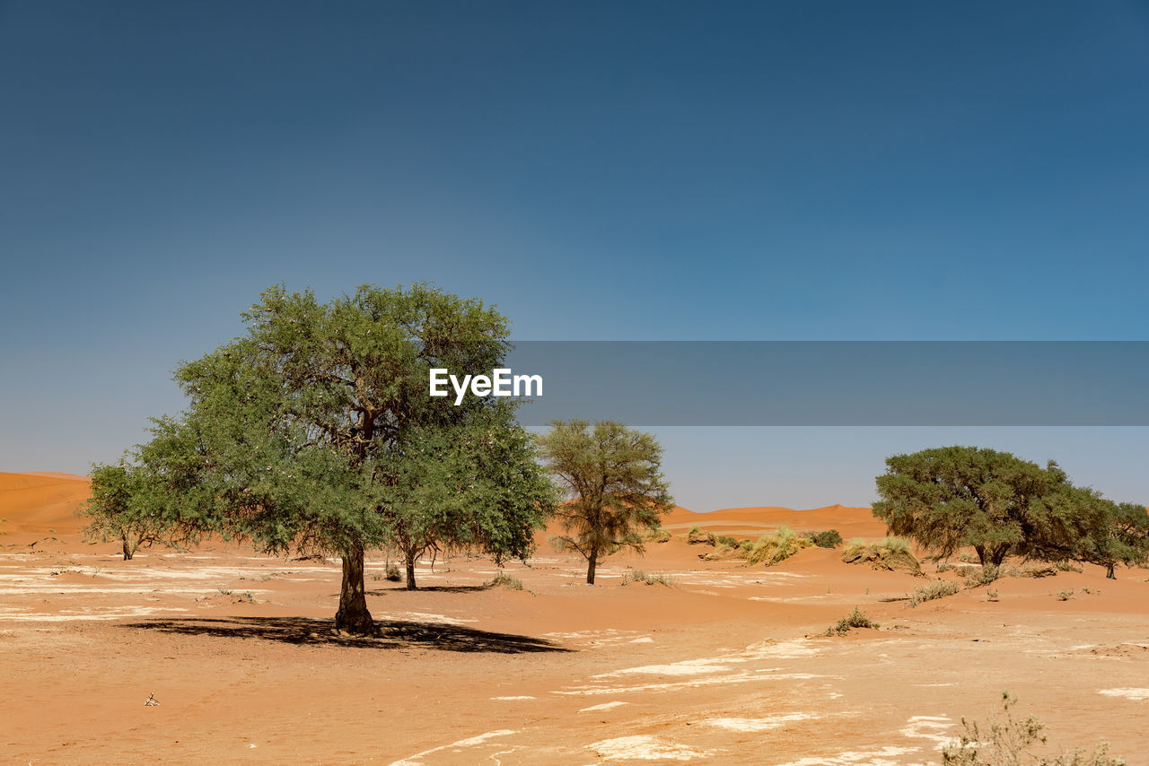 Trees on field against clear blue sky