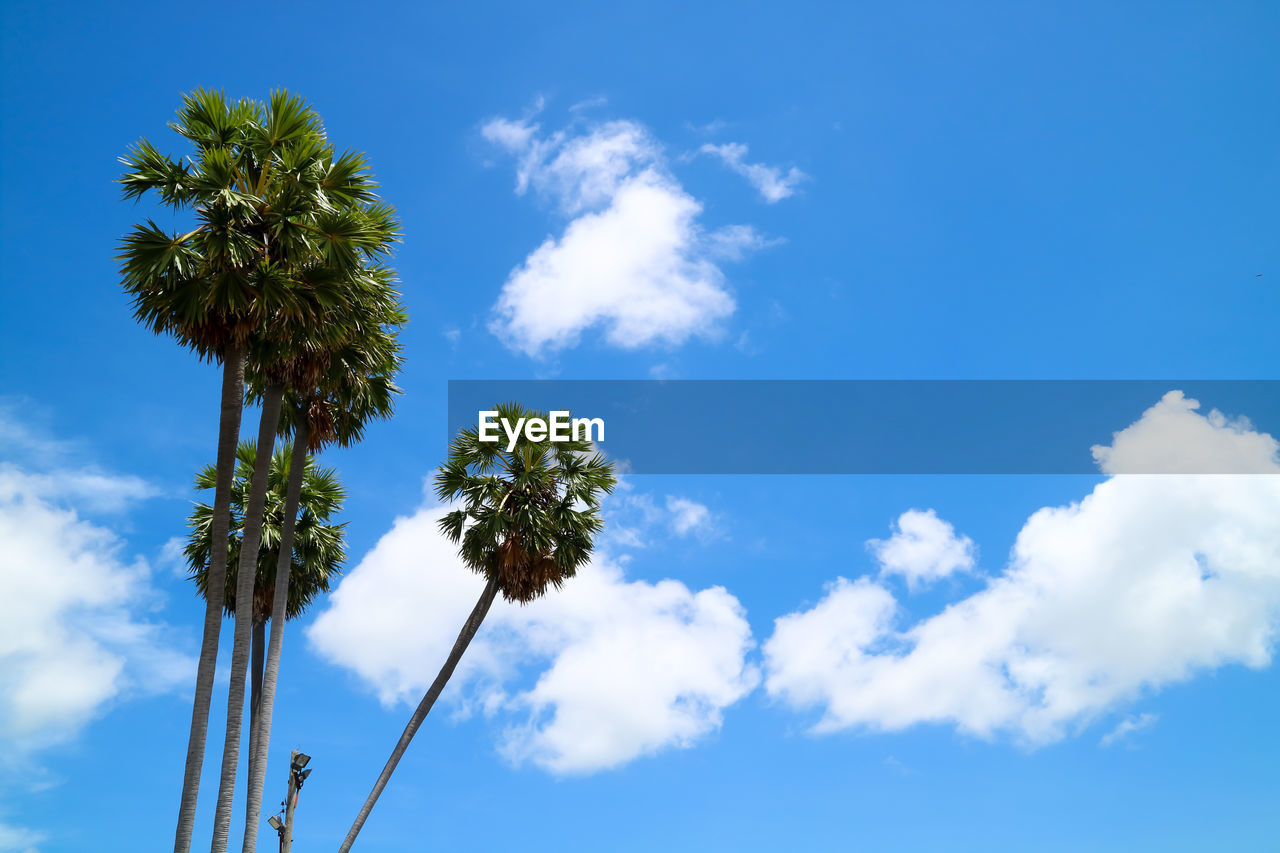 LOW ANGLE VIEW OF COCONUT PALM TREES AGAINST SKY