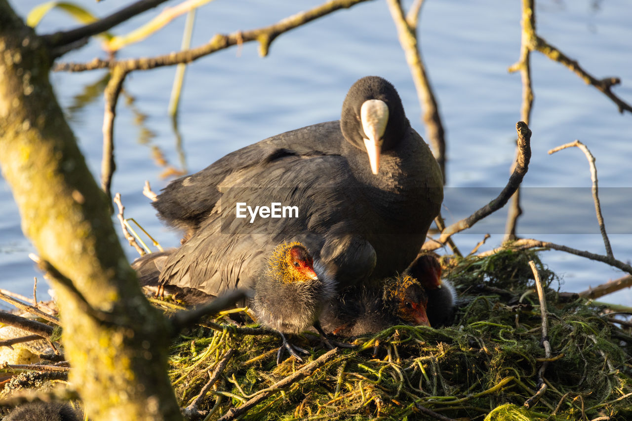 close-up of bird perching