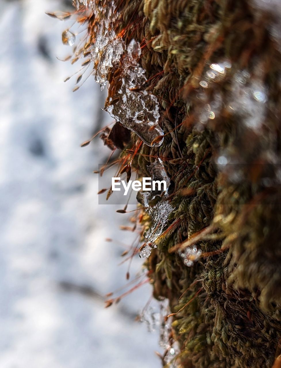 winter, tree, nature, branch, plant, leaf, snow, close-up, no people, autumn, cold temperature, coniferous tree, pine tree, macro photography, selective focus, day, outdoors, pinaceae, beauty in nature, frost, twig, environment, land, wildlife, flower, focus on foreground, animal, animal themes, tranquility, animal wildlife