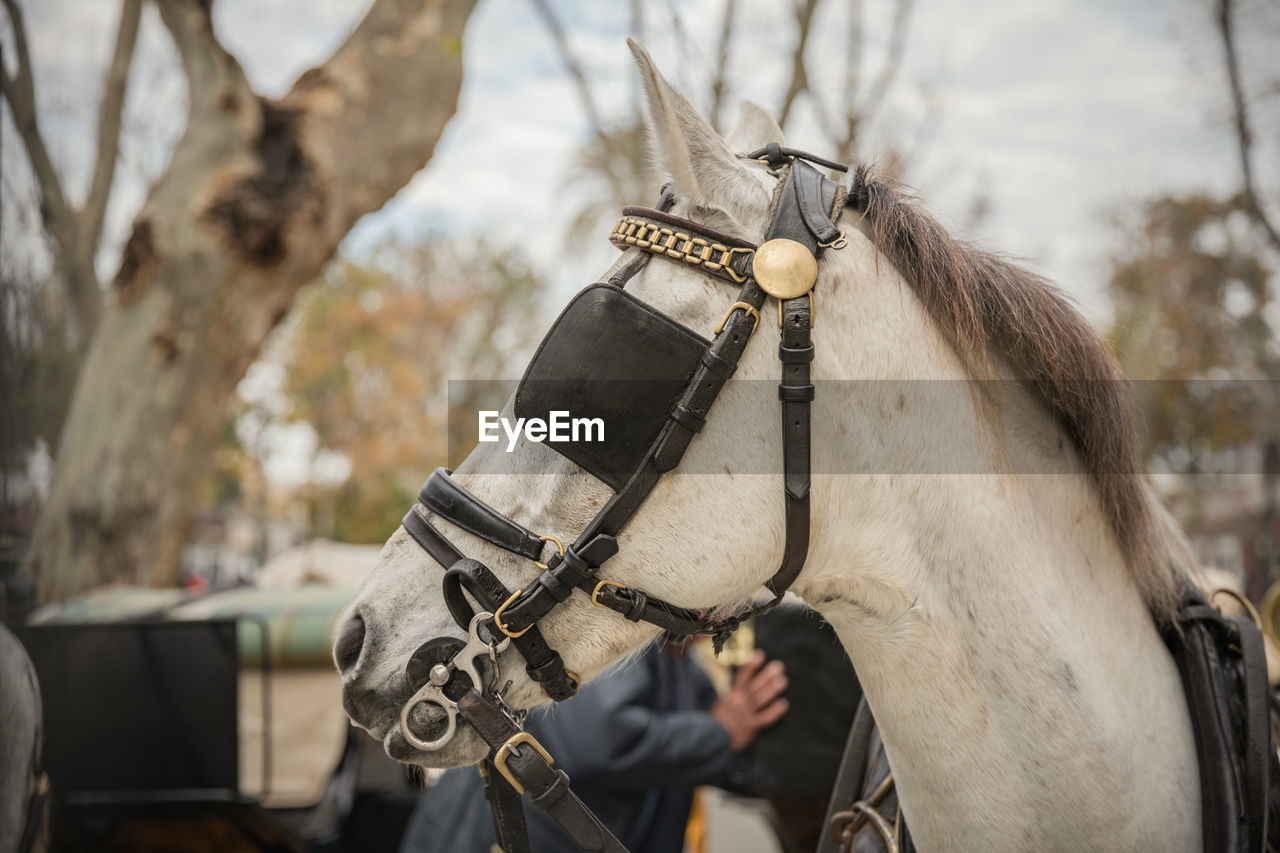 Close-up of horse