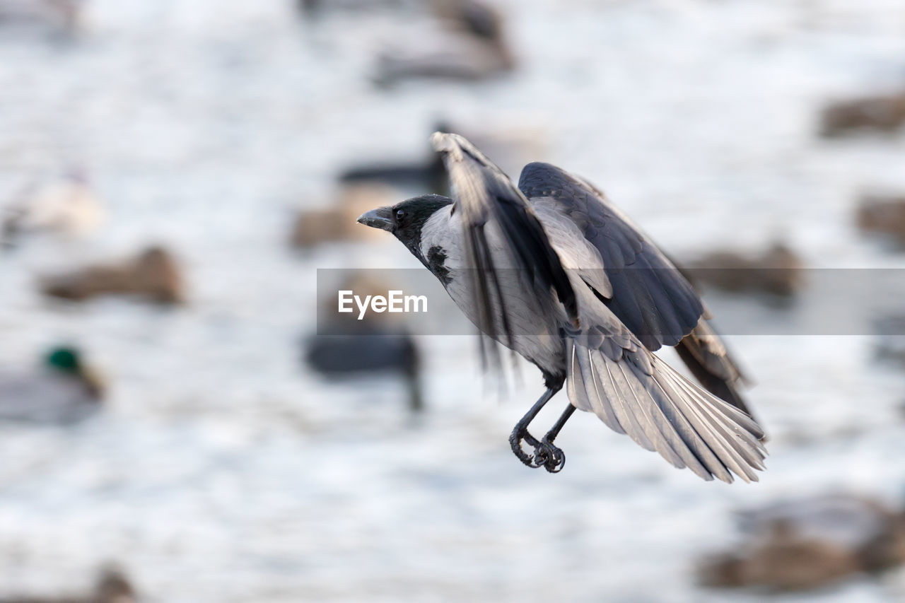 Close-up of crow flying over water