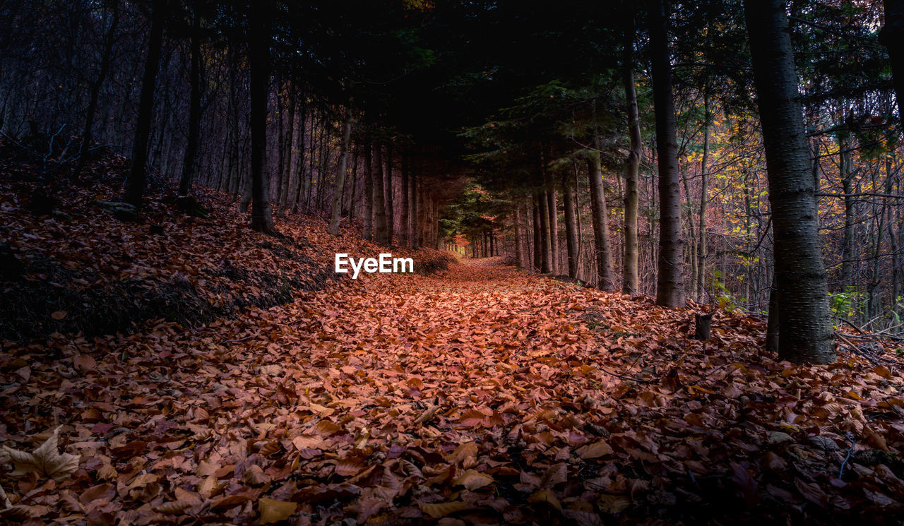 VIEW OF TREES IN AUTUMN