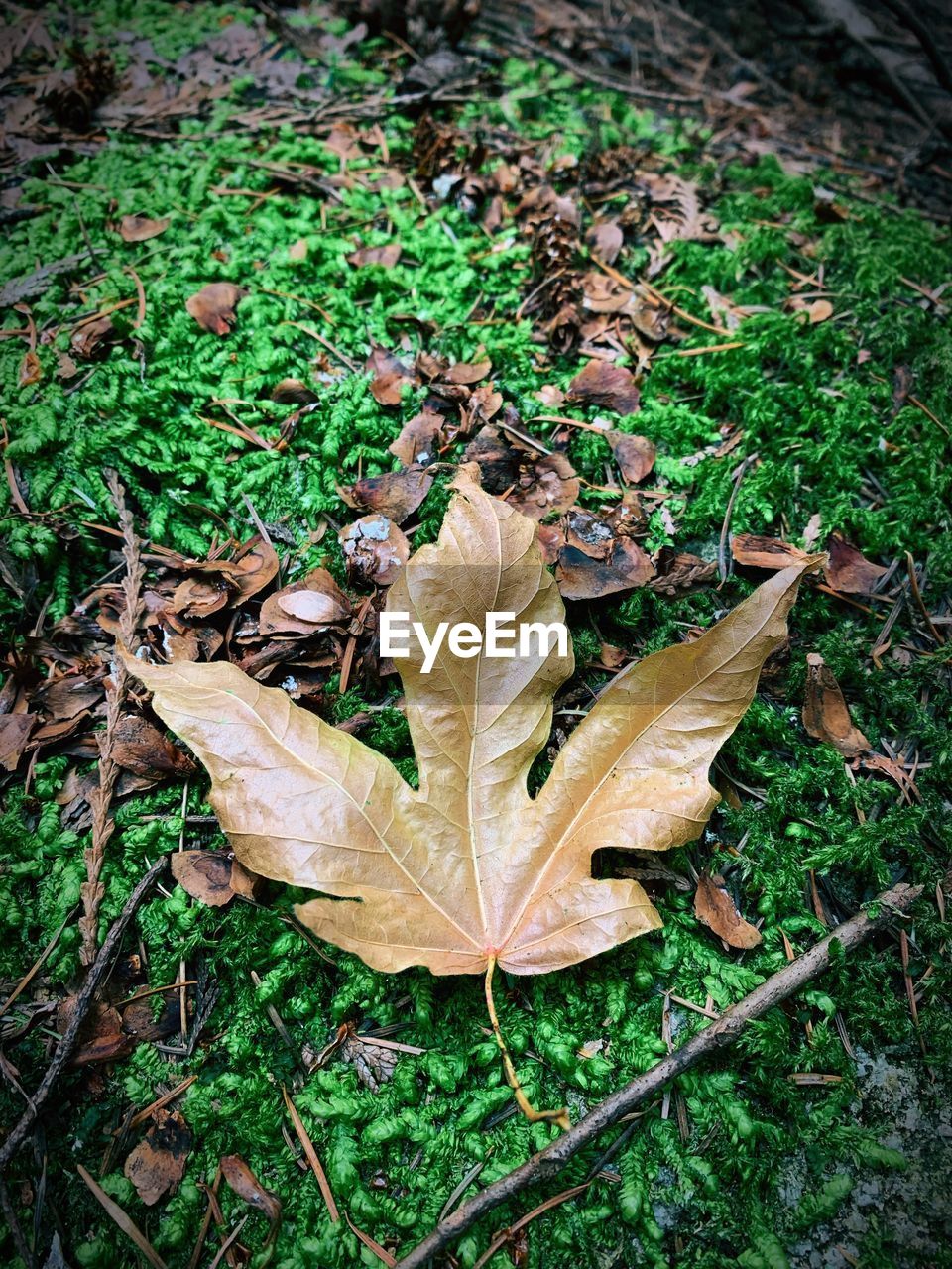 High angle view of dry leaves on field