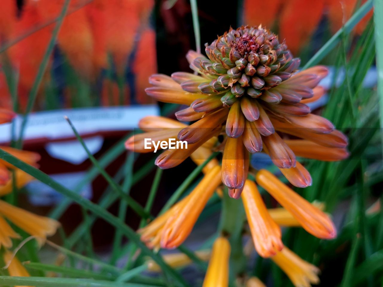 Close-up of orange flower