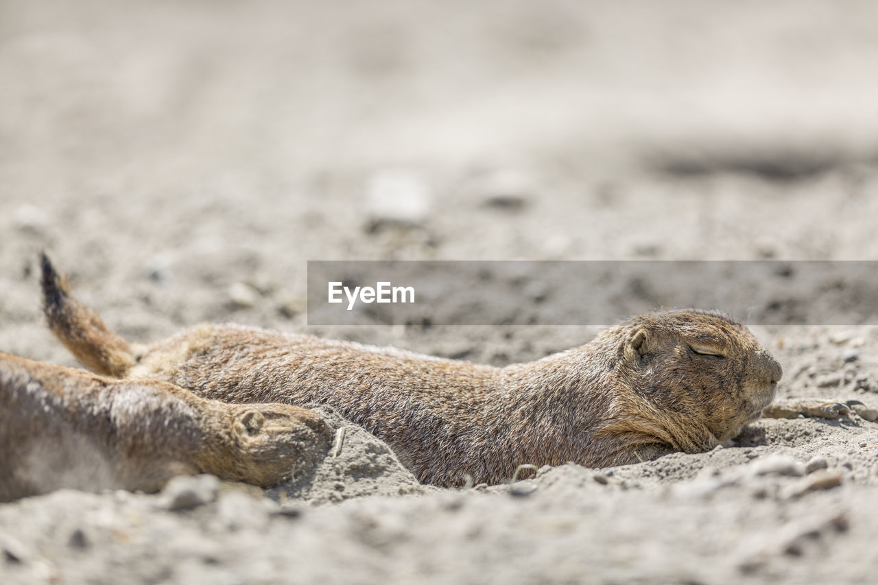 Close-up of marmots in sand