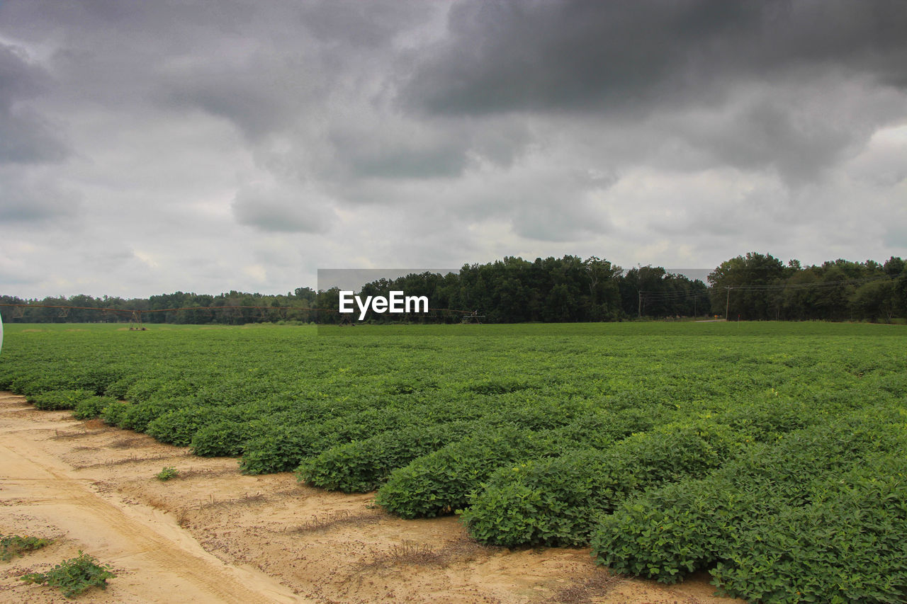 Scenic view of field against cloudy sky