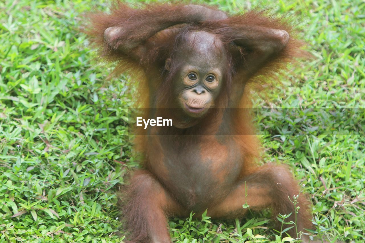 high angle view of monkey on grass