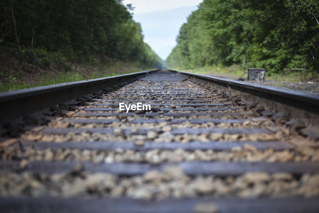 Surface level of railroad track amidst trees