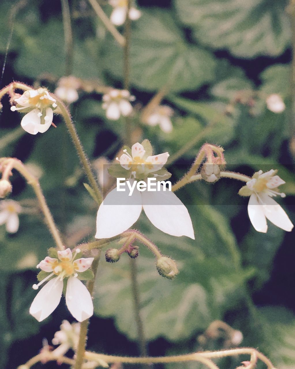 CLOSE-UP OF WHITE FLOWERS BLOOMING OUTDOORS