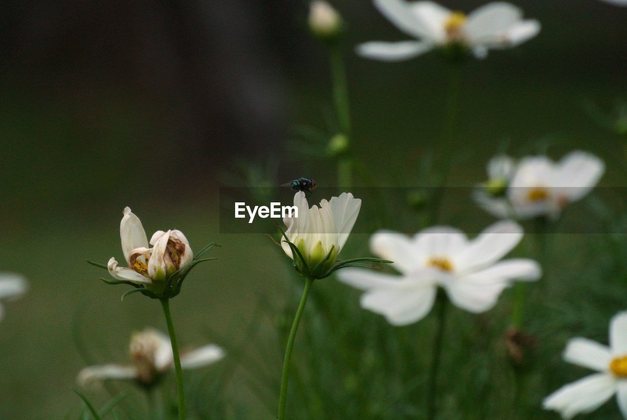 CLOSE-UP OF FLOWER BLOOMING OUTDOORS