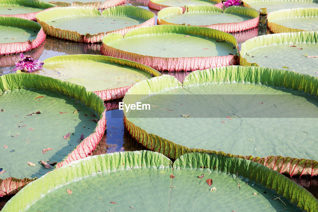 HIGH ANGLE VIEW OF LILY PADS FLOATING ON WATER