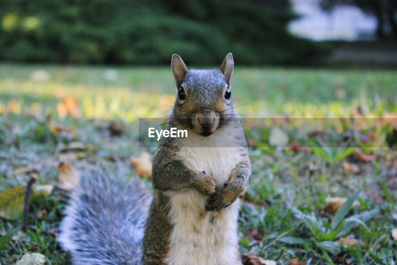 CLOSE-UP OF SQUIRREL ON FIELD