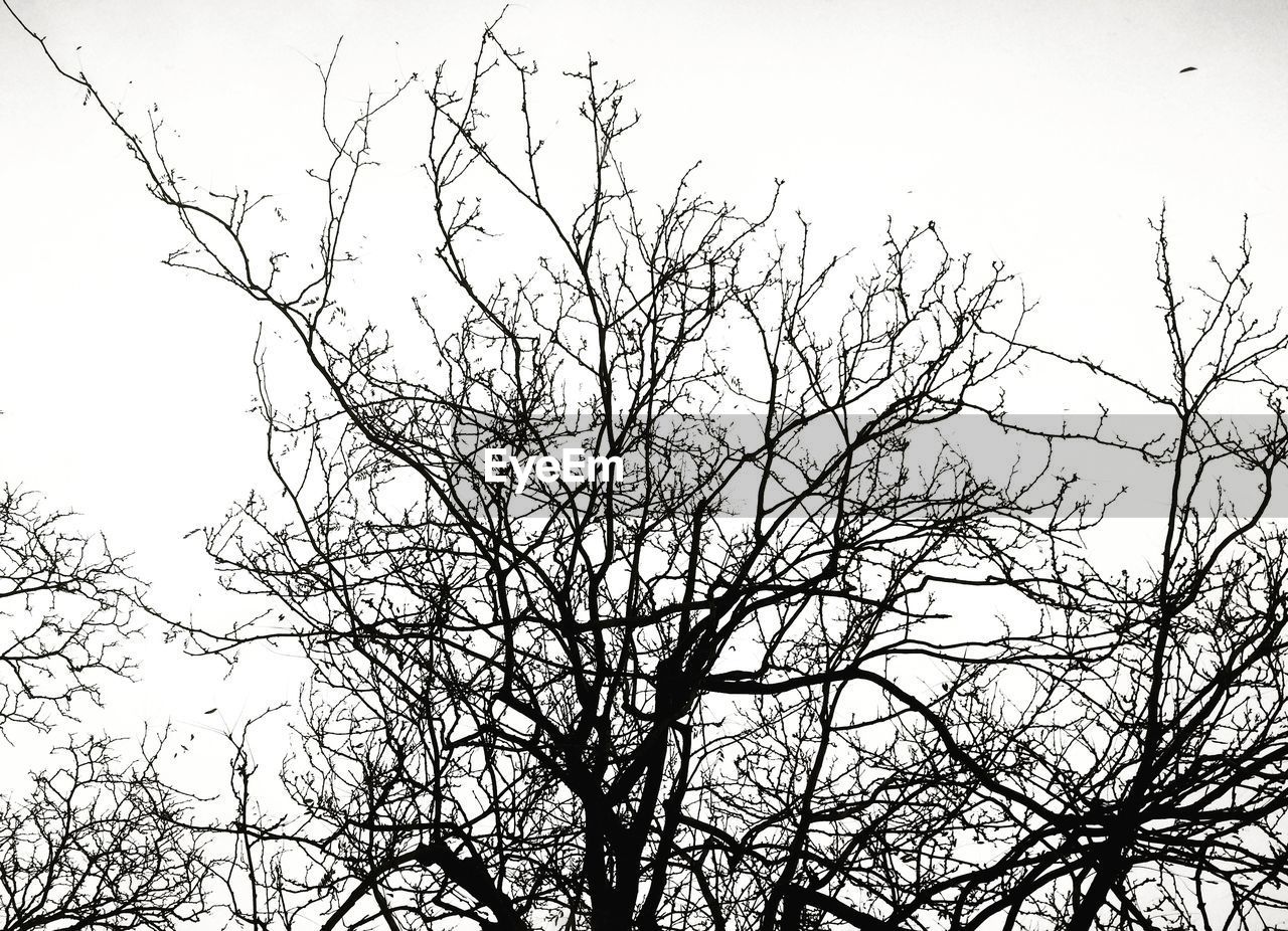 LOW ANGLE VIEW OF BARE TREES AGAINST THE SKY