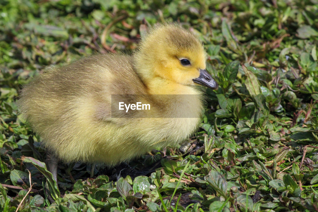 Close-up of a bird gosling 