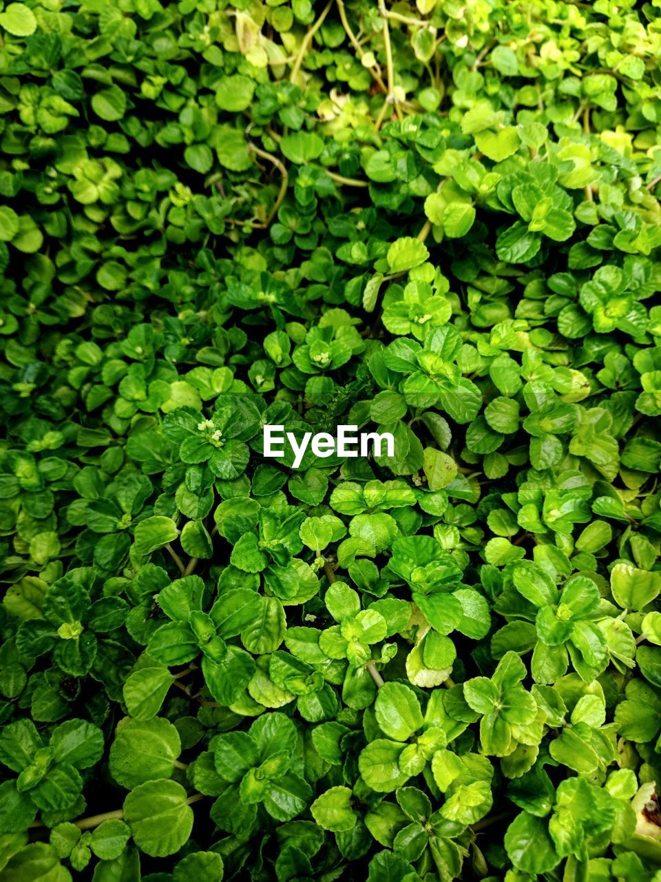 Full frame shot of plants growing on field