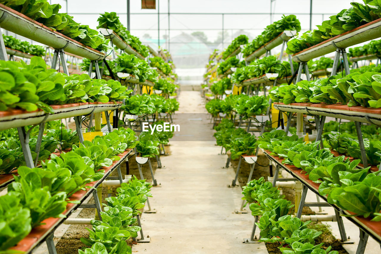 VIEW OF RICE IN GREENHOUSE AT MARKET