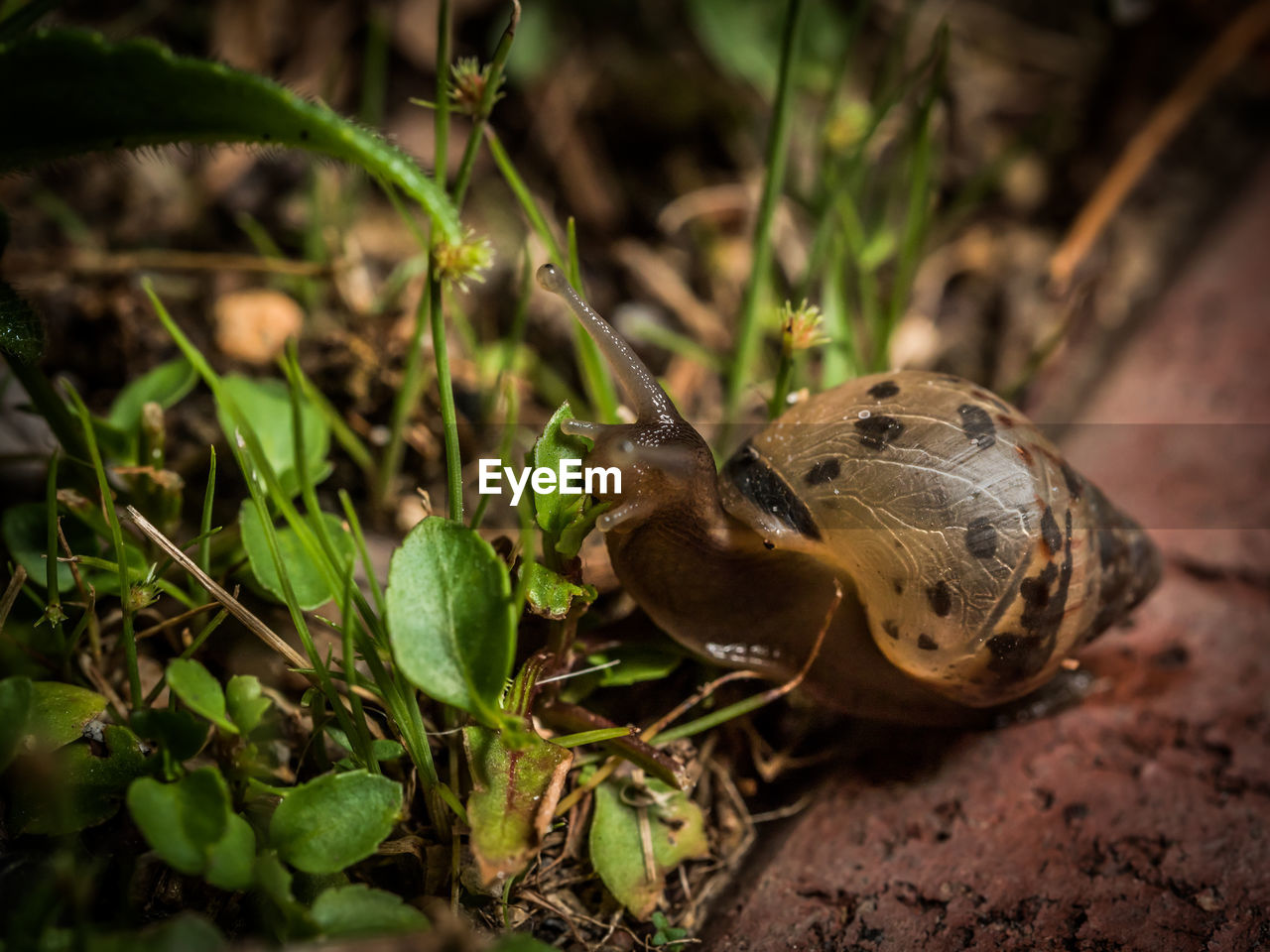 Close-up of snail