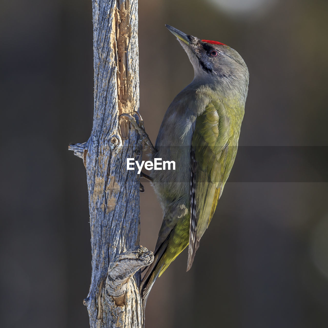 CLOSE-UP OF A BIRD PERCHING ON A BRANCH