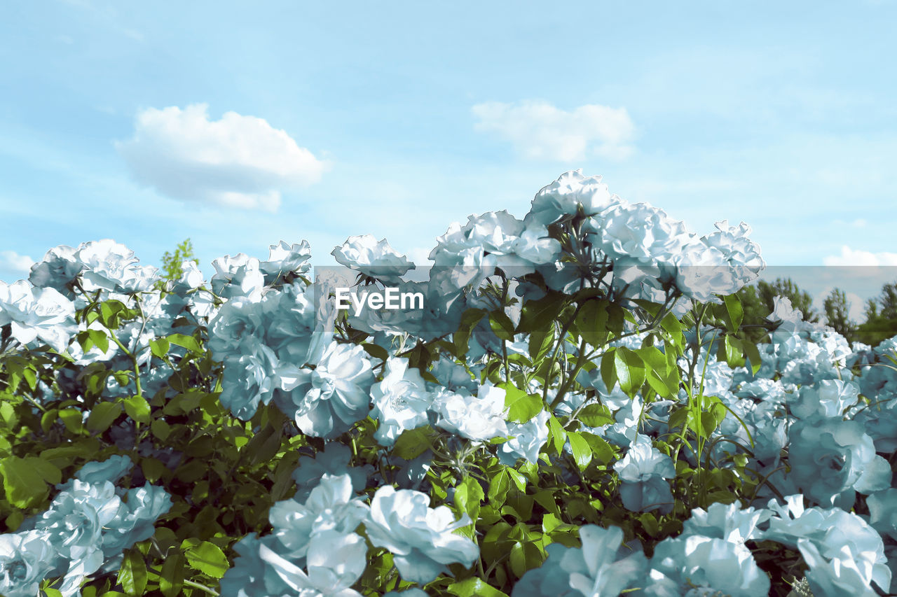 Close-up of white flowers blooming on tree against sky