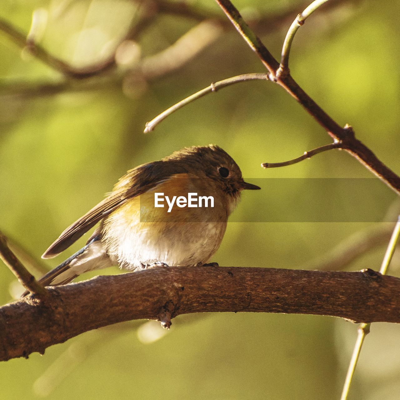 CLOSE-UP OF A BIRD PERCHING ON BRANCH