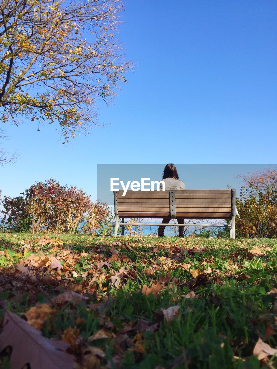 Rear view of woman sitting on bench at park against clear sky