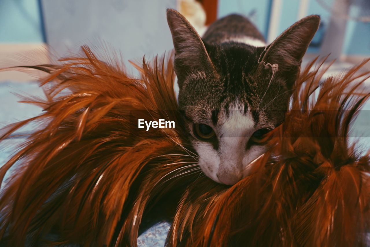 CLOSE-UP PORTRAIT OF CAT IN MOUTH