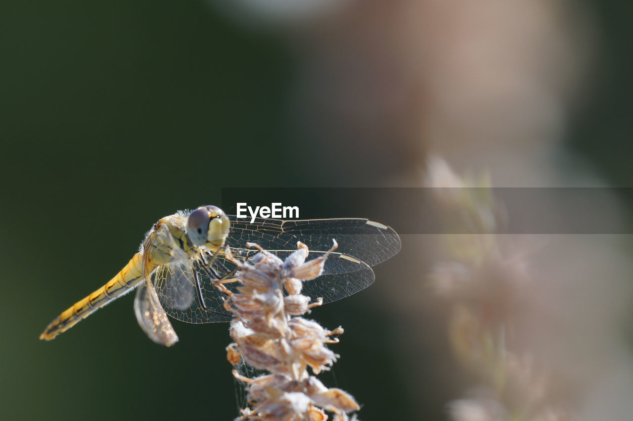 Close-up of insect dragonfly 