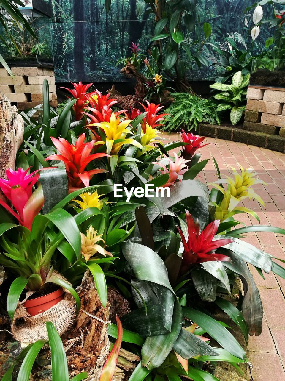 CLOSE-UP OF POTTED FLOWERS