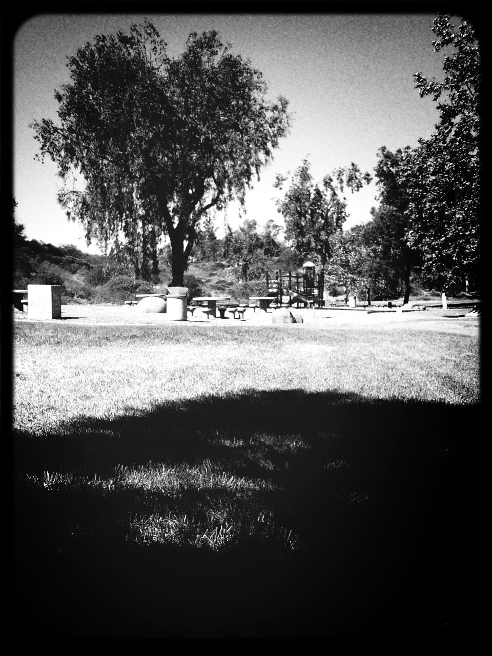 TREES ON GRASSY FIELD