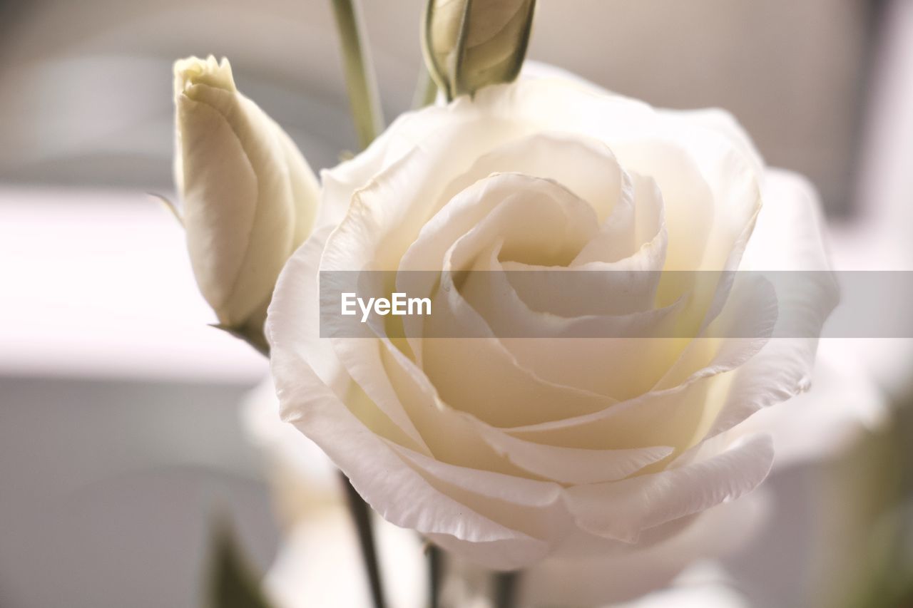 CLOSE-UP OF ROSE AGAINST WHITE ROSES