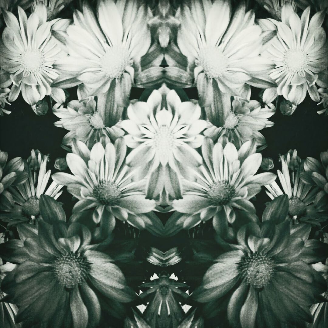 Close-up of flowers