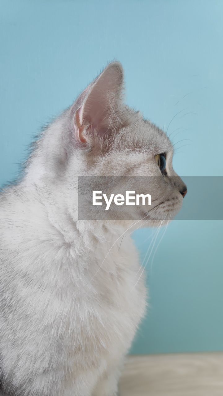 CLOSE-UP OF CAT LOOKING AWAY WHILE STANDING ON WALL