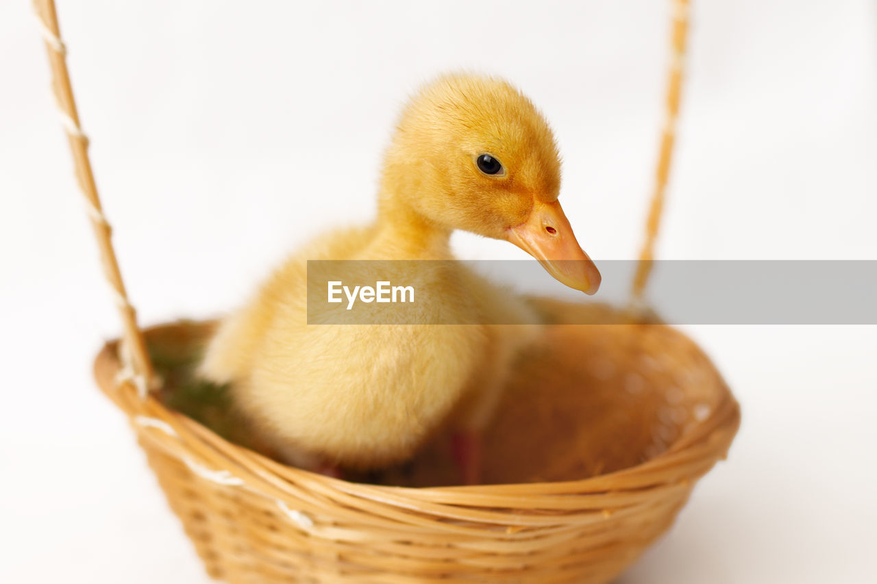 duck, water bird, bird, animal, basket, animal themes, ducks, geese and swans, young animal, young bird, container, yellow, beak, cute, no people, animal wildlife, nature, domestic animals, wicker, close-up, egg, one animal, poultry, chicken, mammal, baby chicken