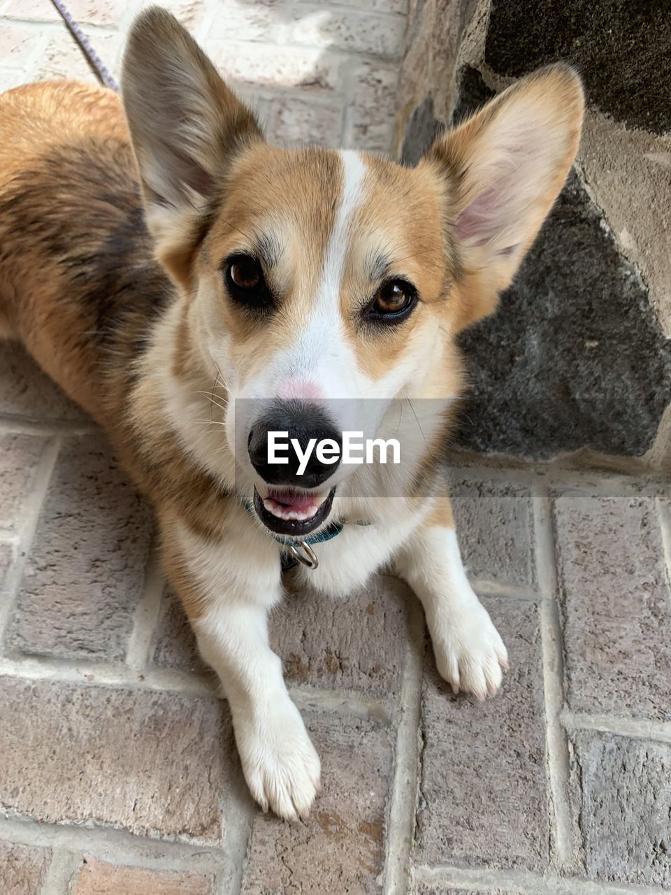 PORTRAIT OF DOG SITTING OUTDOORS