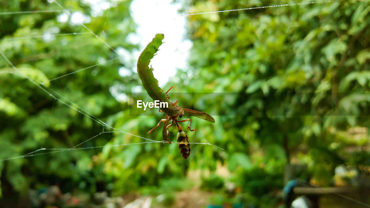 CLOSE-UP OF INSECT ON LEAF AGAINST BLURRED BACKGROUND